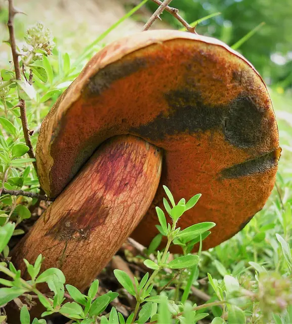 Scarletina Bolete (Neoboletus praestigiator), photo