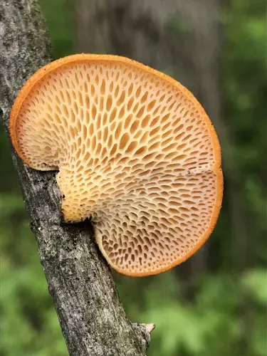Diamond Polypore (Neofavolus alveolaris), photo