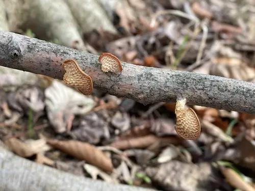 Neofavolus americanus (Neofavolus americanus), photo