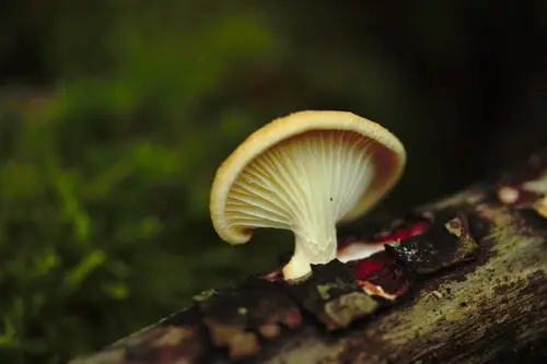 Neofavolus suavissimus (Neofavolus suavissimus), photo