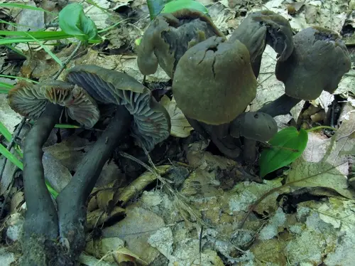 Neohygrocybe subovina (Neohygrocybe subovina), photo
