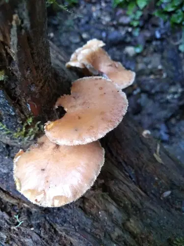 Neolentinus kauffmanii (Neolentinus kauffmanii), photo