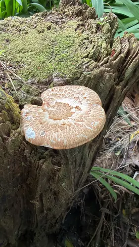 Scaly Sawgill (Neolentinus lepideus), photo