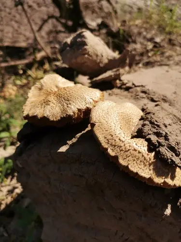 Giant Lentinus (Neolentinus ponderosus), photo