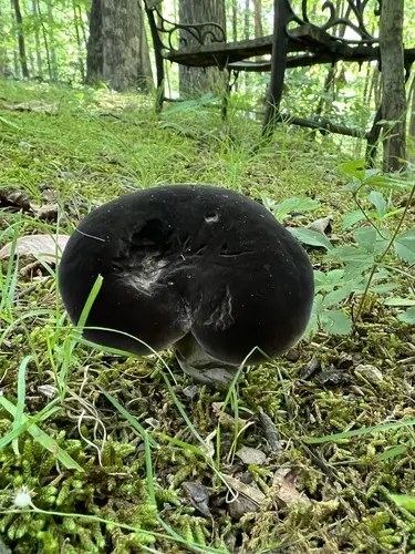 Fungi (Neoporphyrellus alboater), photo
