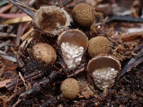 Jellied Bird's Nest Fungus (Nidula candida), photo