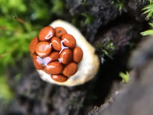 Pea-Shaped Bird's Nest (Nidularia deformis), photo