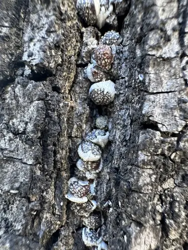 Nidularia pulvinata (Nidularia pulvinata), photo
