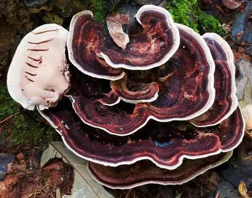 Nigroporus vinosus (Nigroporus vinosus), photo