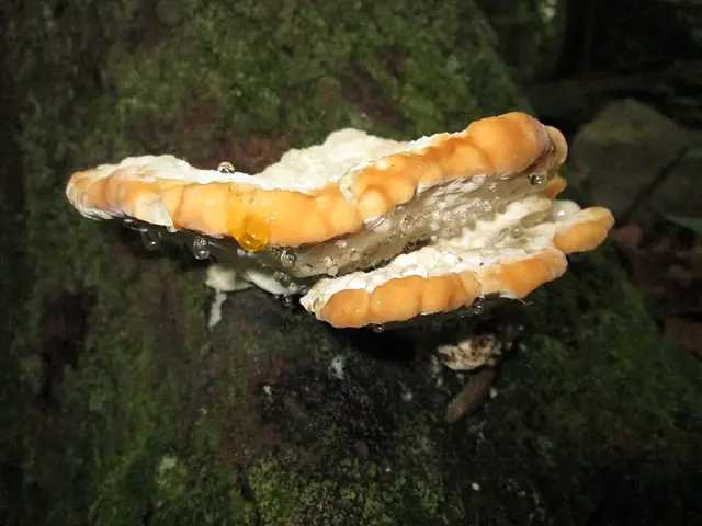 Green Cheese Polypore (Niveoporofomes spraguei), photo