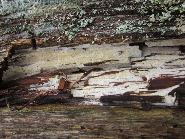 Pine Toothling (Odonticium romellii), photo