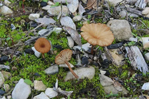 Cinnamon Navel (Omphalina pyxidata), photo