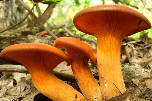 Jack O Lantern (Omphalotus illudens), photo