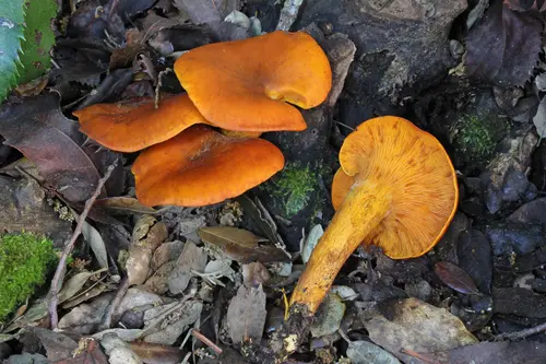 European Jack-O'-Lantern (Omphalotus olearius), photo