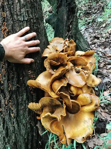 California Jack O' Lantern (Omphalotus olivascens), photo