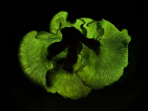 Jack O'Lantern Mushroom (Omphalotus subilludens), photo