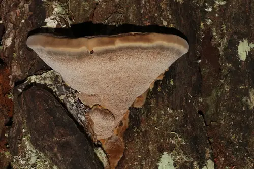 Onnia circinata (Onnia circinata), photo