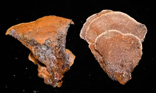 Onnia subtriquetra (Onnia subtriquetra), photo