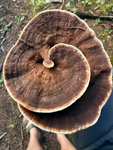 Tomentosus Root Rot (Onnia tomentosa), photo