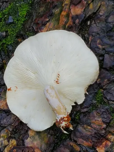 Bonestem (Ossicaulis lignatilis), photo