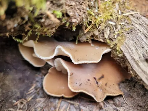 Osteina obducta (Osteina obducta), photo