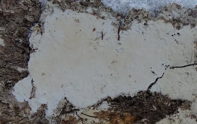 Oxyporus corticola (Oxyporus corticola), photo