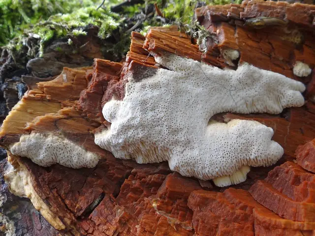 Oxyporus obducens (Oxyporus obducens), photo