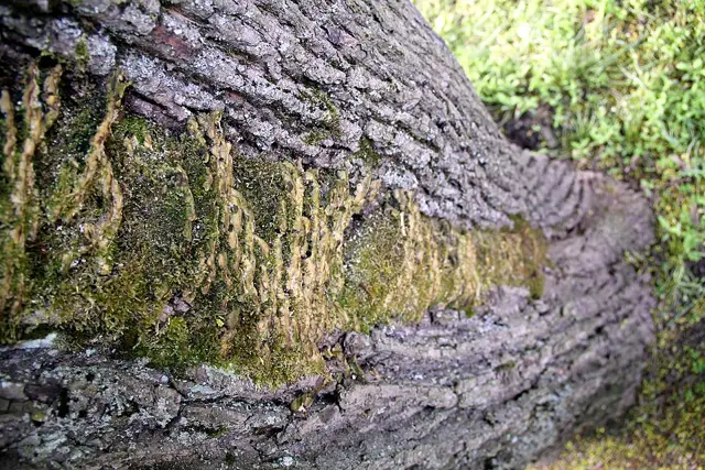 Poplar Bracket (Oxyporus populinus), photo
