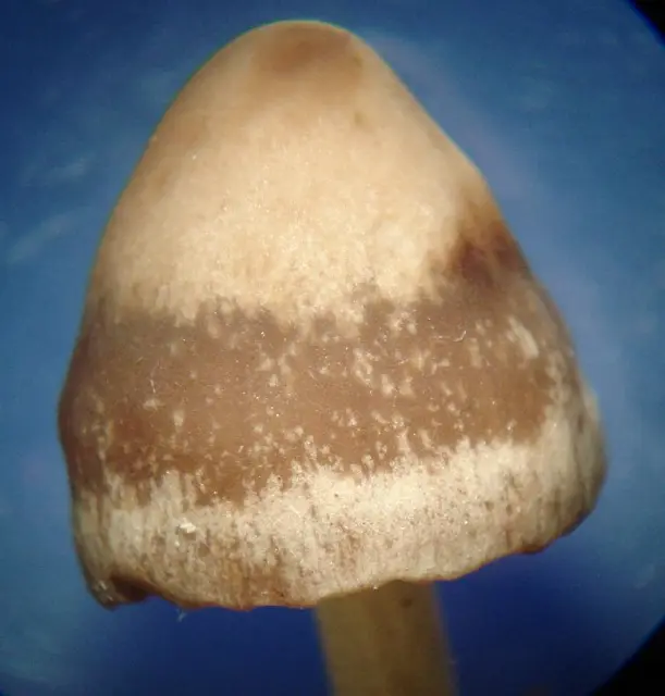 Brown Hay Cap (Panaeolina foenisecii), photo