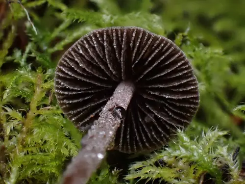 Dewdrop Mottlegill (Panaeolus acuminatus), photo