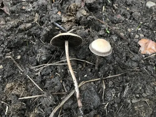 Banded Mottlegill (Panaeolus cinctulus), photo