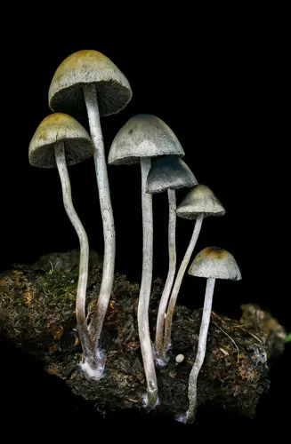 Blue Meanies (Panaeolus cyanescens), photo
