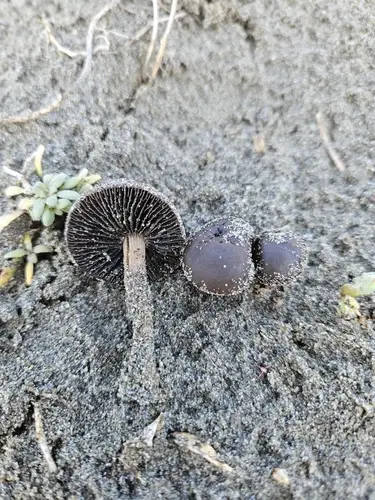 Turf Mottlegill (Panaeolus fimicola), photo