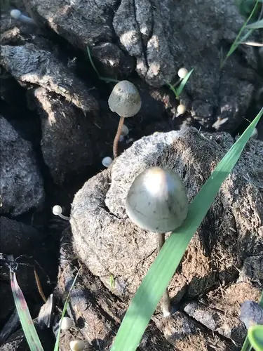 Petticoat Mottlegill (Panaeolus papilionaceus), photo