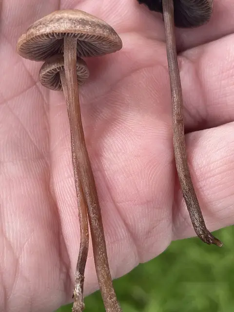 Panaeolus subbalteatus (Panaeolus subbalteatus), photo