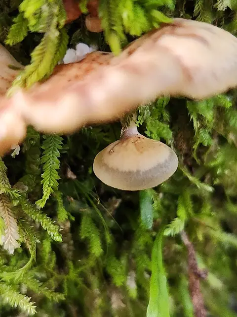 Panellus longinquus (Panellus longinquus), photo