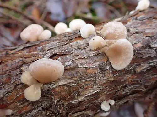 Elastic Oysterling (Panellus mitis), photo