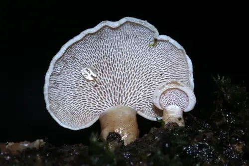 Panellus pusillus (Panellus pusillus), photo