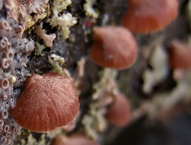 Winter Oysterling (Panellus ringens), photo