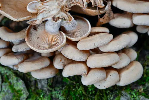 Bitter Oysterling (Panellus stipticus), photo
