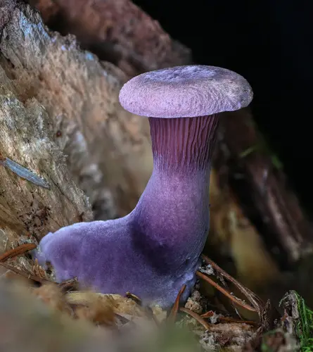 Lilac Oysterling (Panus conchatus), photo