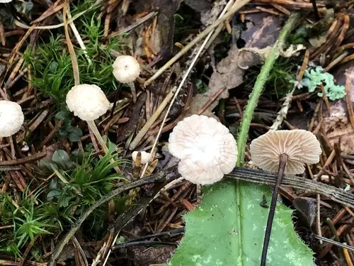 Piercing Marasmius (Paragymnopus perforans), photo