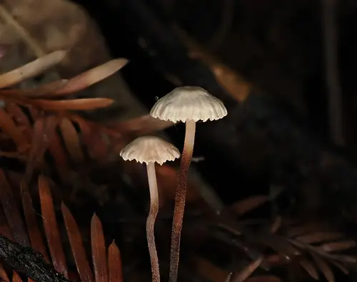 Paragymnopus sequoiae (Paragymnopus sequoiae), photo