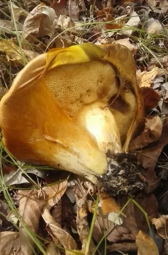 Leathery-Veiled Bolete (Paragyrodon sphaerosporus), photo