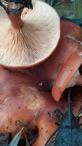 Tawny Funnel (Paralepista flaccida), photo