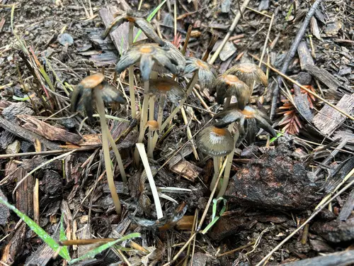 Goldenhaired Inkcap (Parasola auricoma), photo