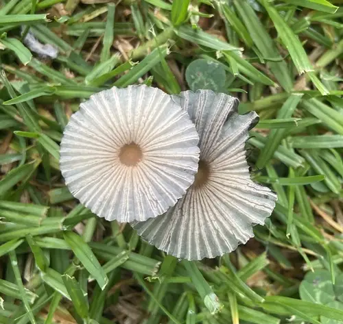 Pleated Inkcap (Parasola plicatilis), photo