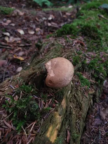 Brown Roll Rim (Paxillus involutus), photo