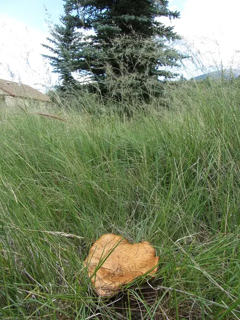 Paxillus vernalis (Paxillus vernalis), photo