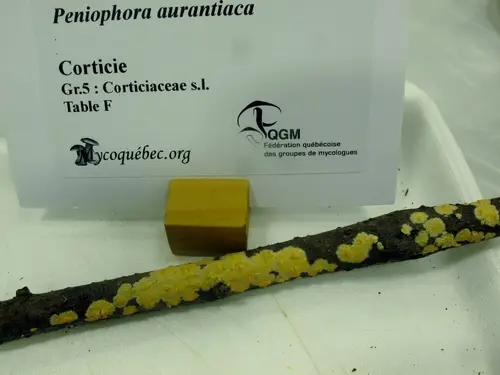 Peniophora aurantiaca (Peniophora aurantiaca), photo